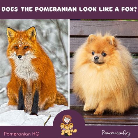 are pomeranians similar to foxes